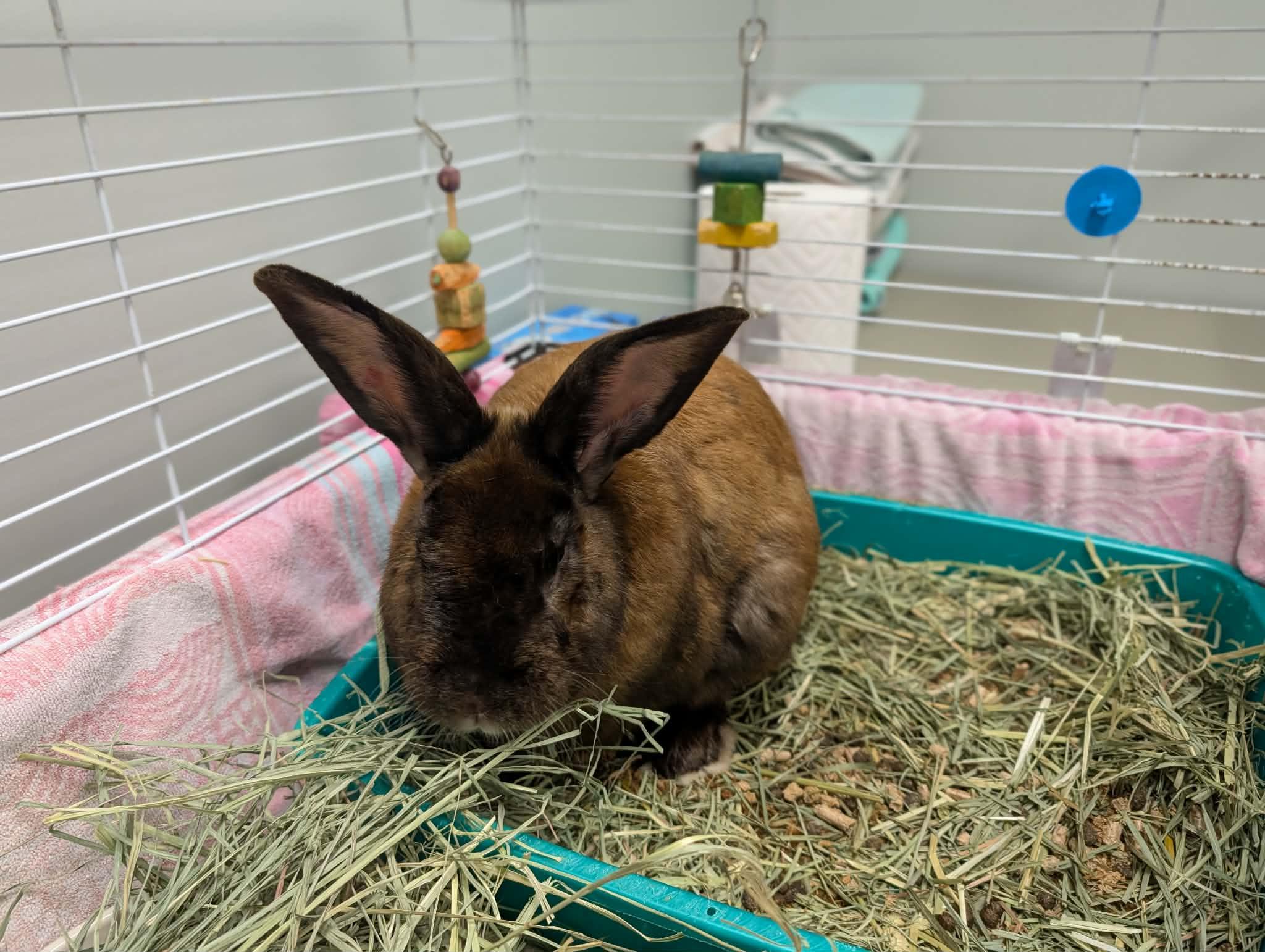 Reginald, adopted, Adult Male American & Flemish Giant.