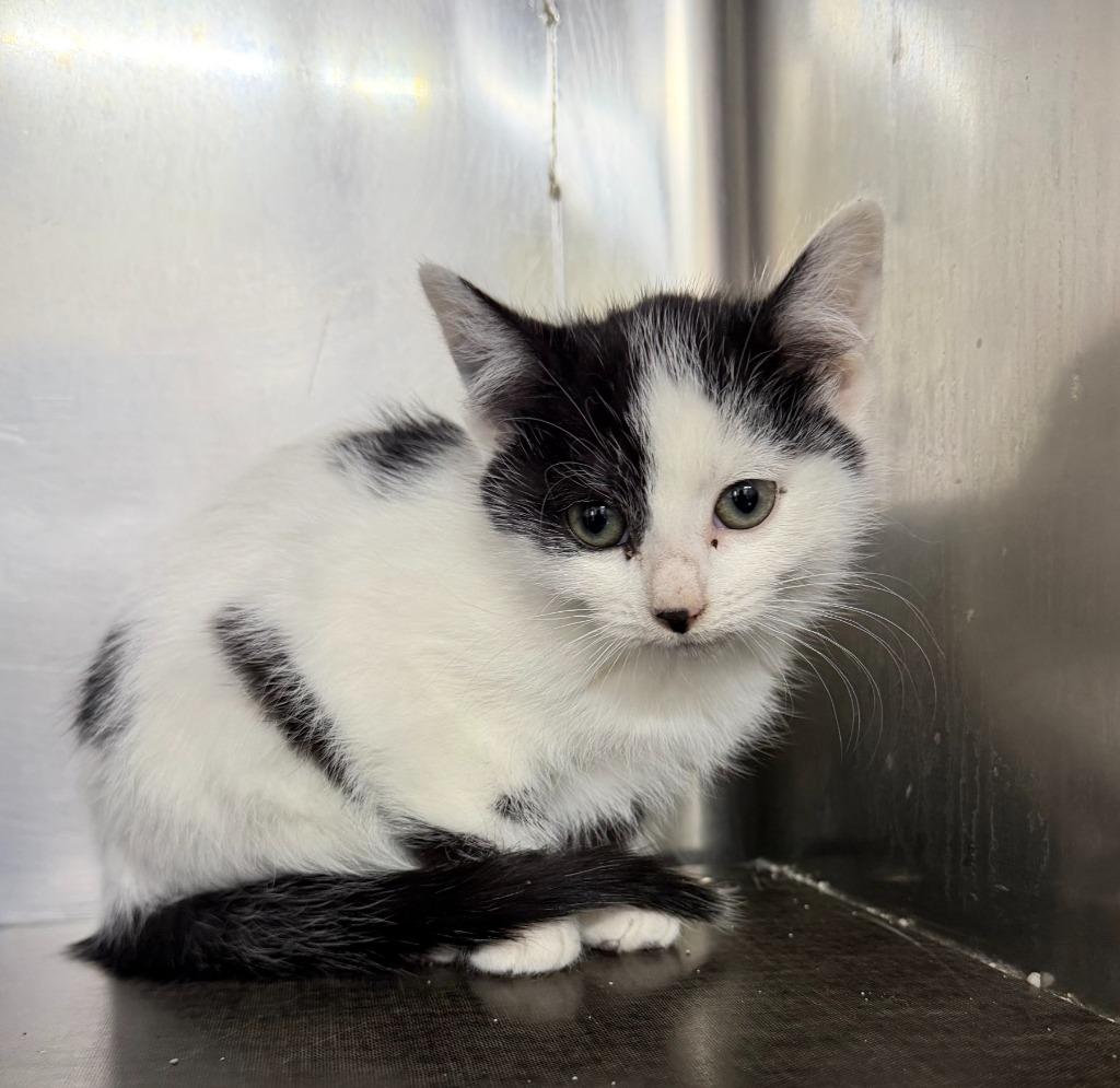 Anise, Adoptable, Kitten Female Domestic Short Hair.