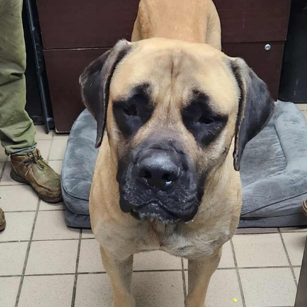 Venus, Adoptable, Adult Female Mastiff.