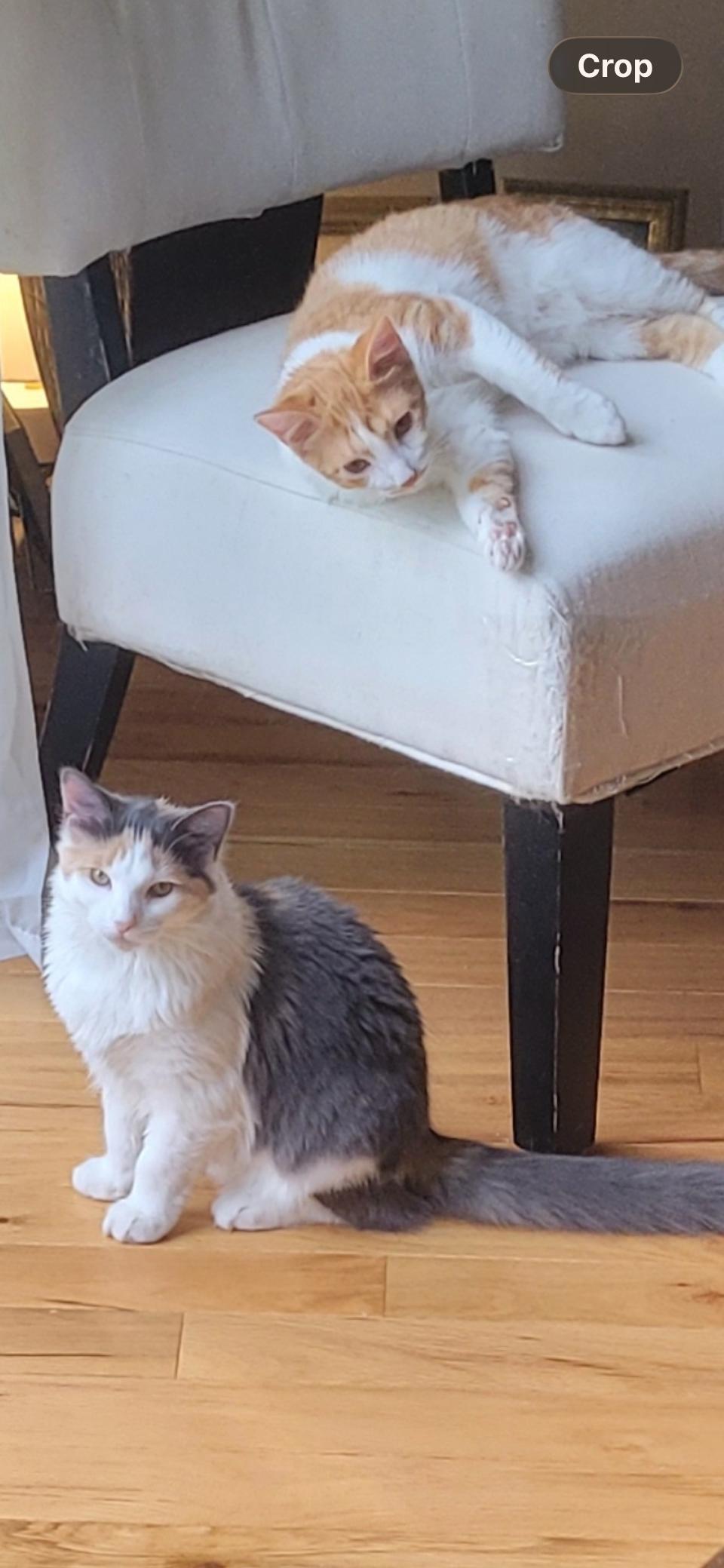 Cupcake and Butterscotch, adoptable, Kitten Female Domestic Long Hair & Domestic Short Hair.