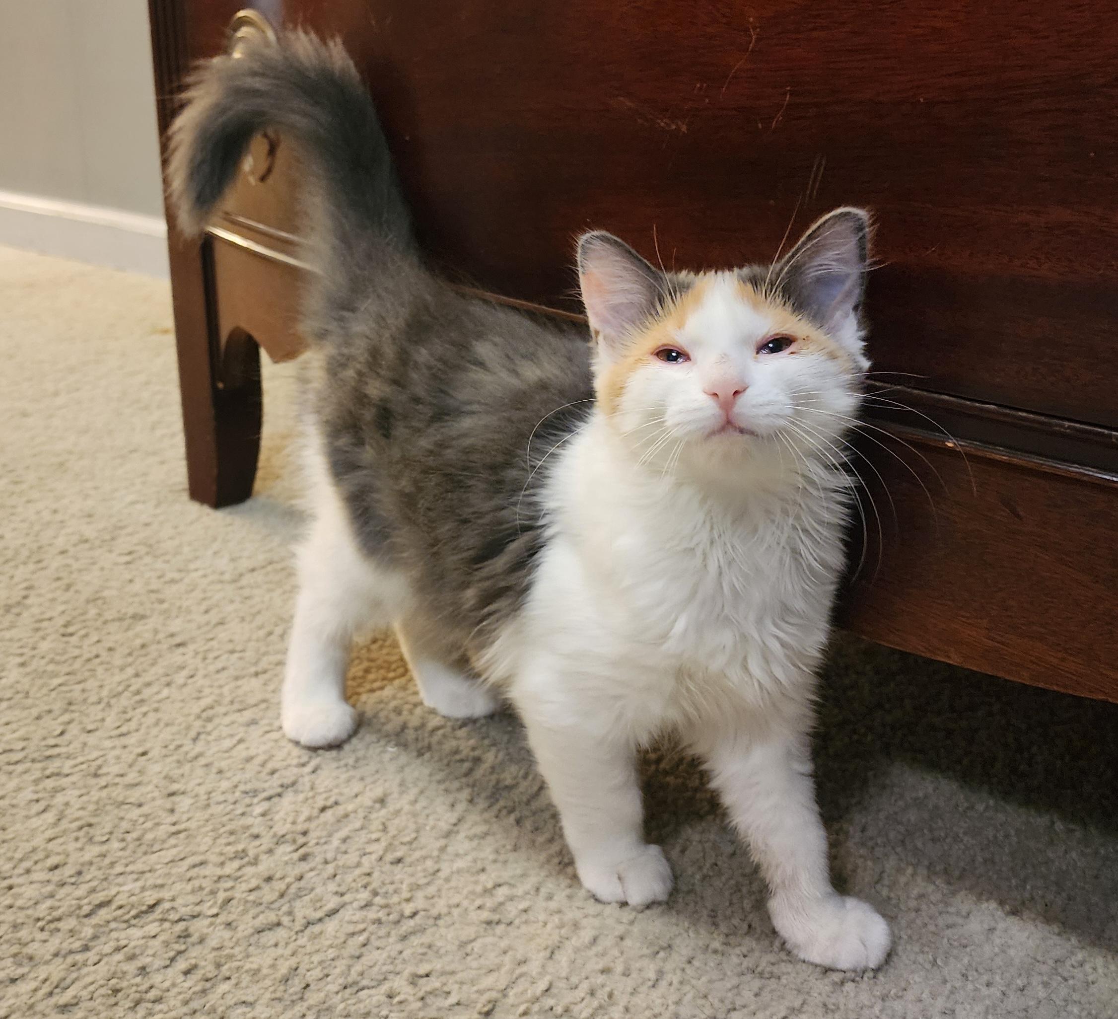 Enlarge Cupcake and Butterscotch, a ADOPTABLE mixed breed in Schenectady, NY image 2/5