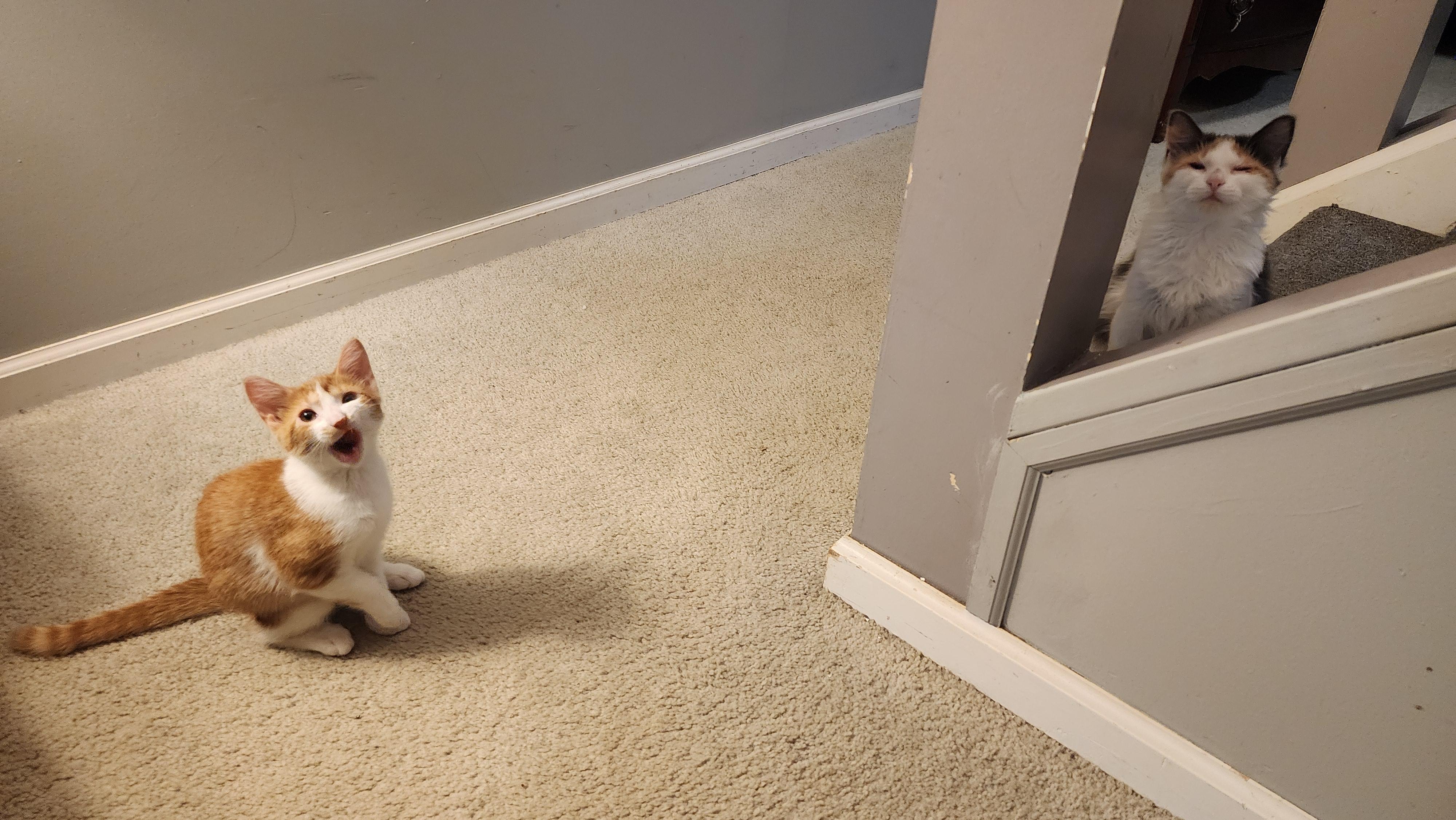 Cupcake and Butterscotch, ADOPTABLE, Kitten Female Domestic Long Hair & Domestic Short Hair.