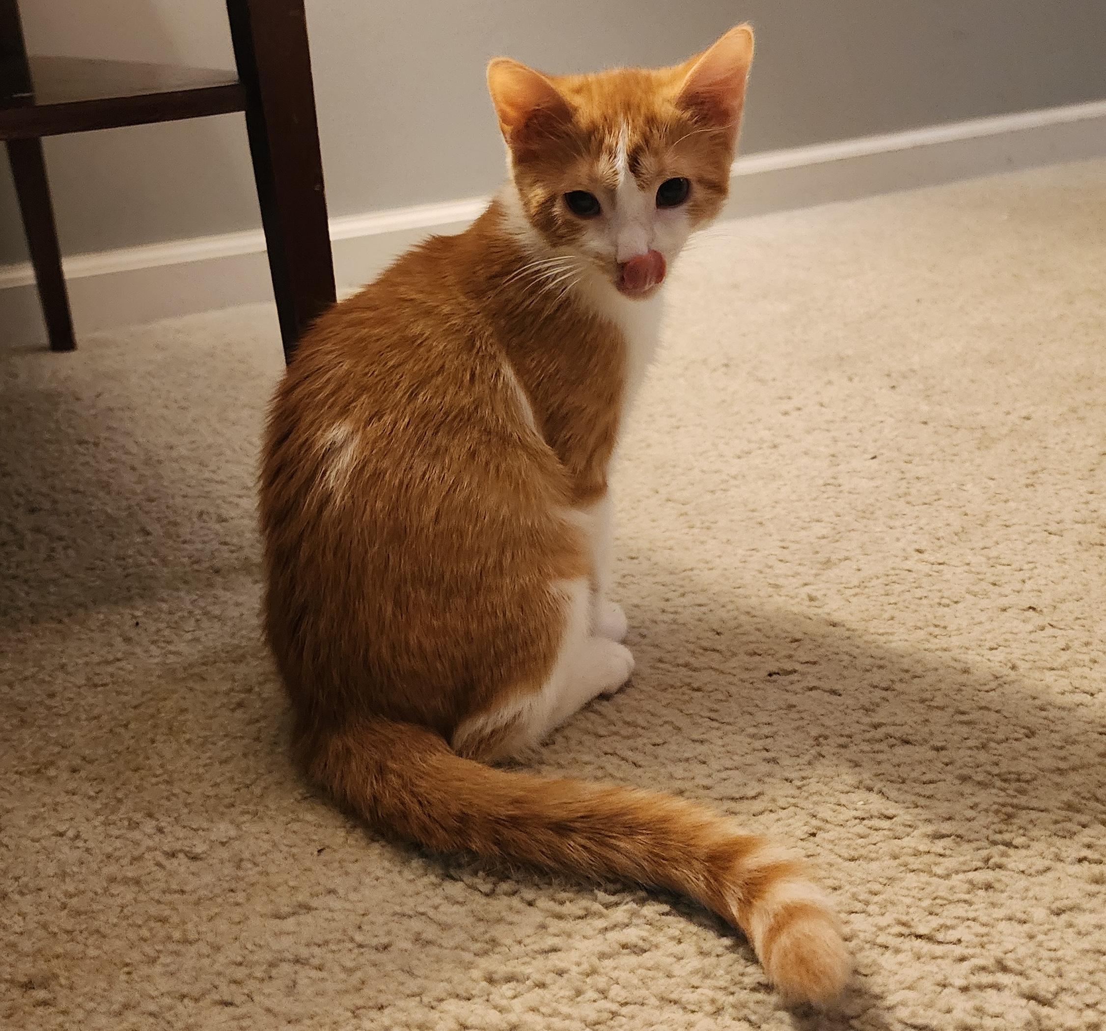 Enlarge Cupcake and Butterscotch, a ADOPTABLE mixed breed in Schenectady, NY image 3/5