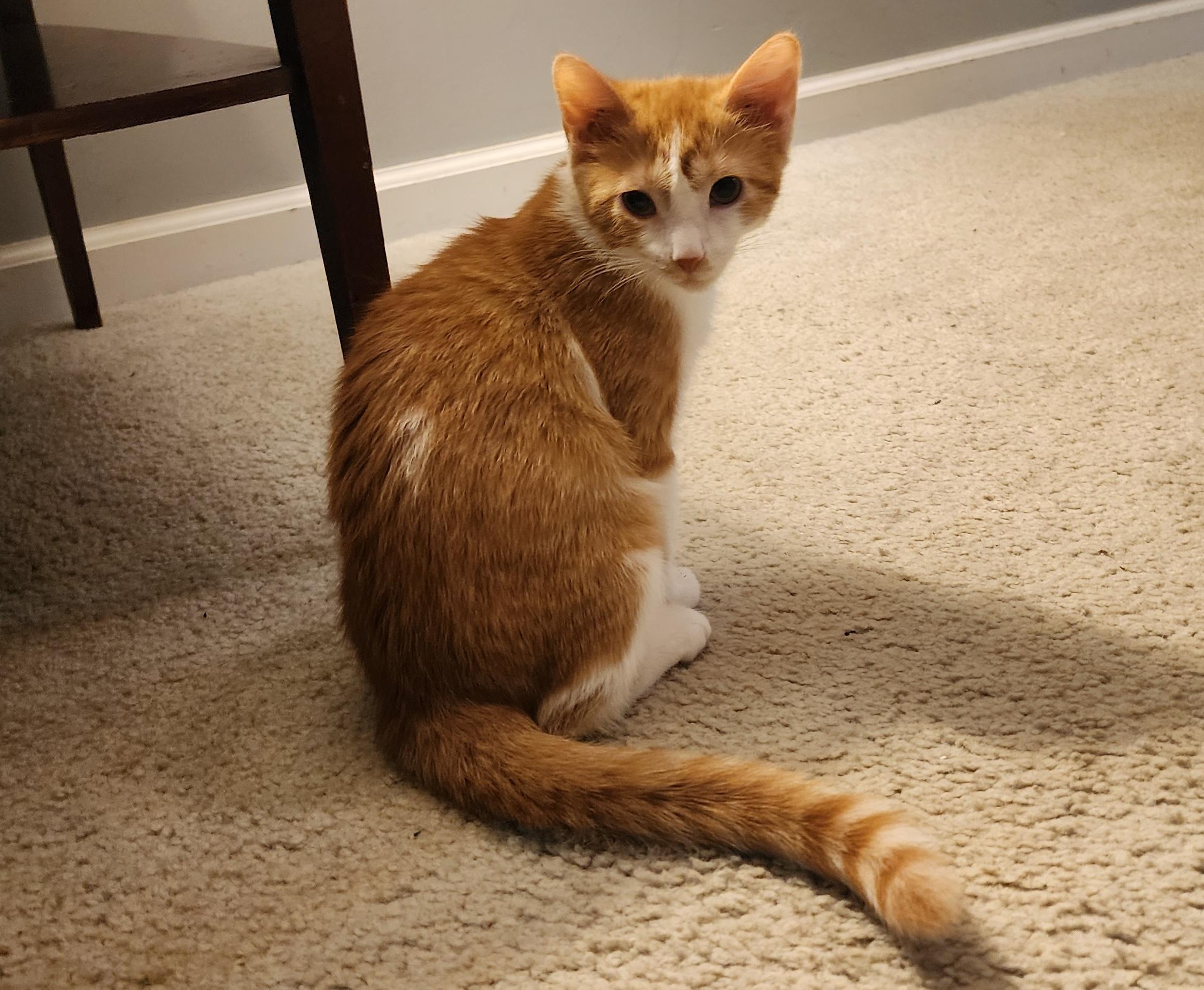 Enlarge Cupcake and Butterscotch, a ADOPTABLE mixed breed in Schenectady, NY image 5/5