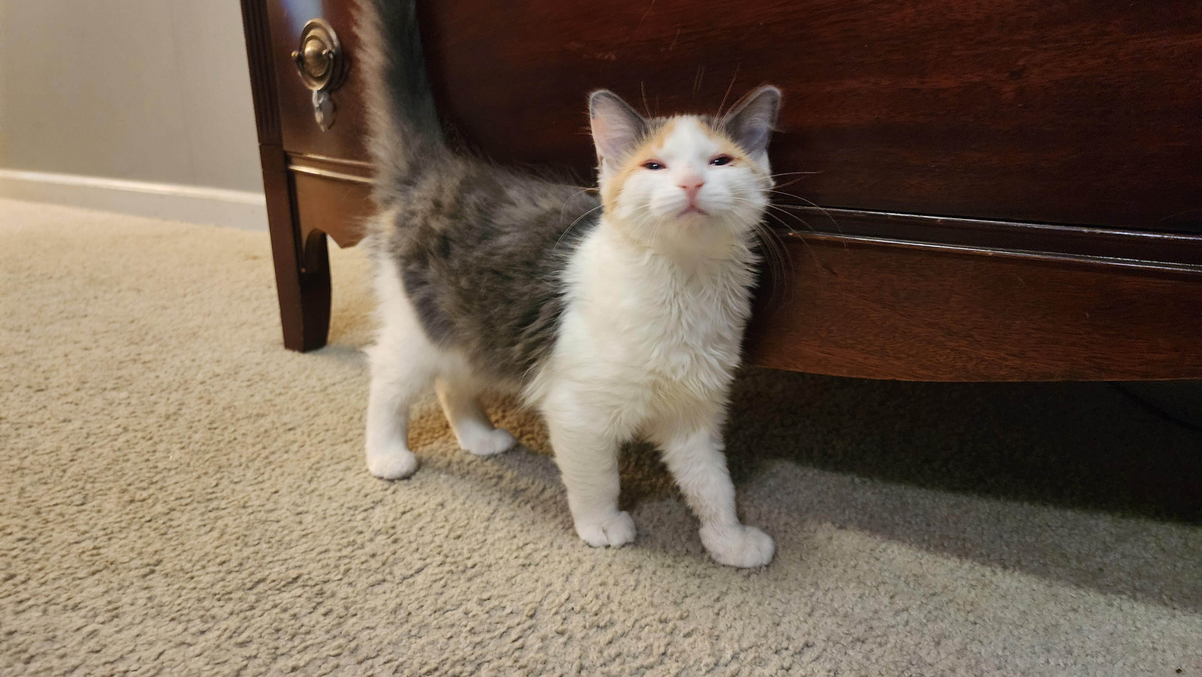 Enlarge Cupcake and Butterscotch, a ADOPTABLE mixed breed in Schenectady, NY image 4/5