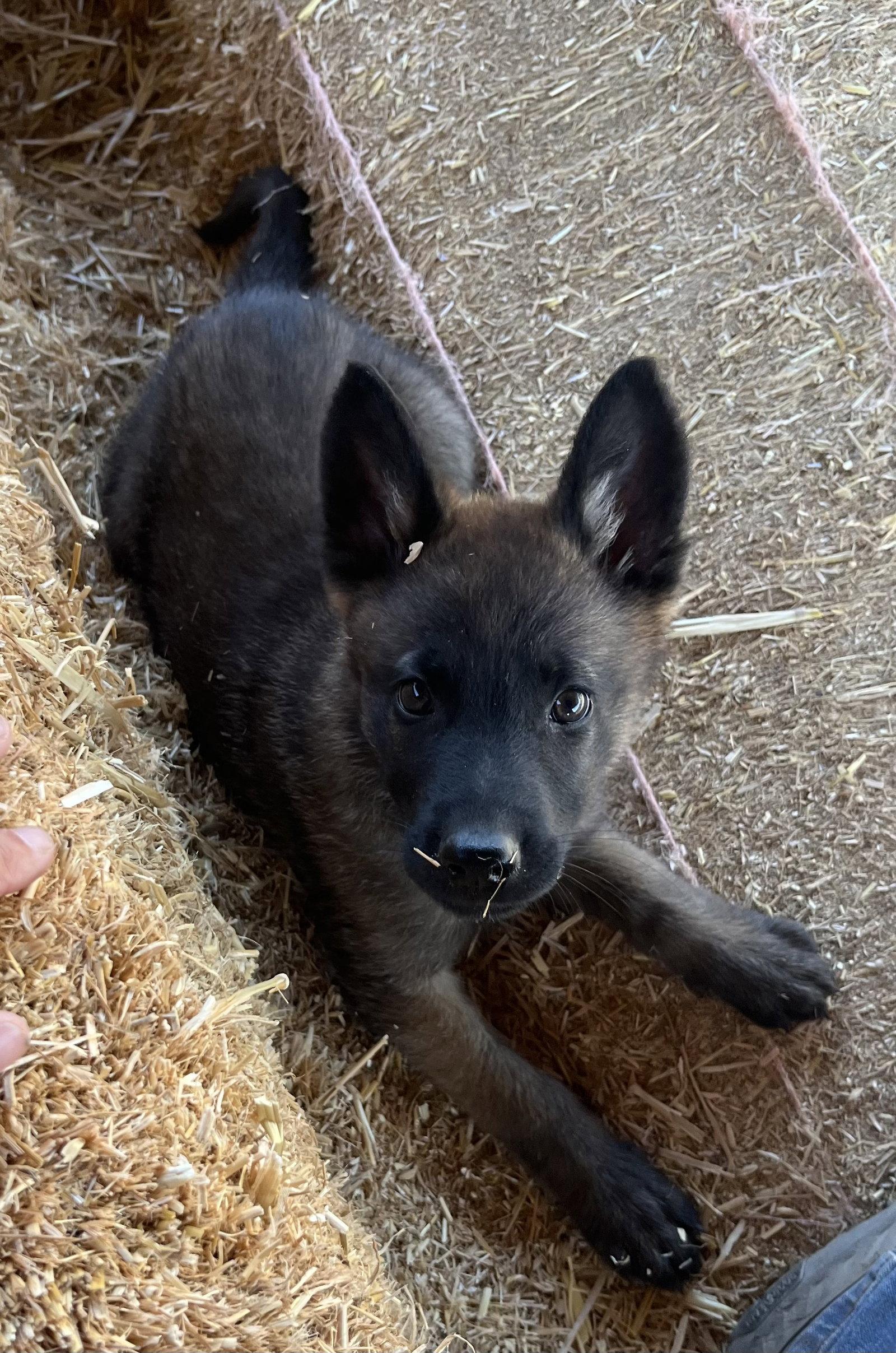 Cowboy, Adoptable, Young Male Belgian Shepherd / Malinois.