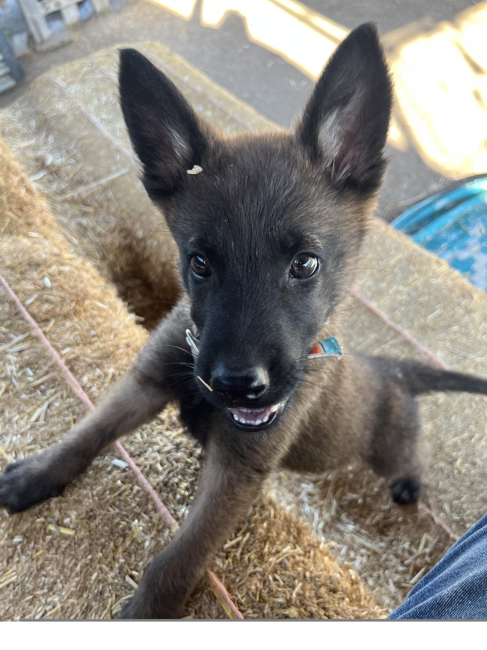 Cowboy, a Adoptable Belgian Shepherd / Malinois in Irvine, CA image 3/3