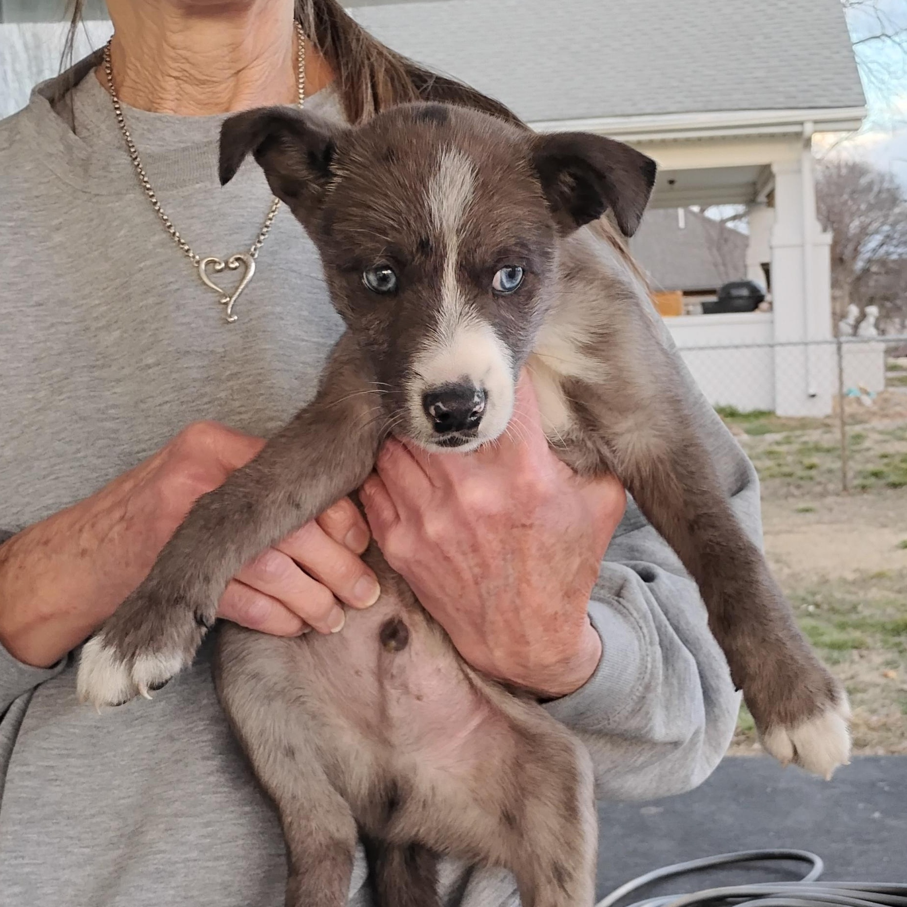 Flint  (low summer fee), Baby Male Australian Shepherd