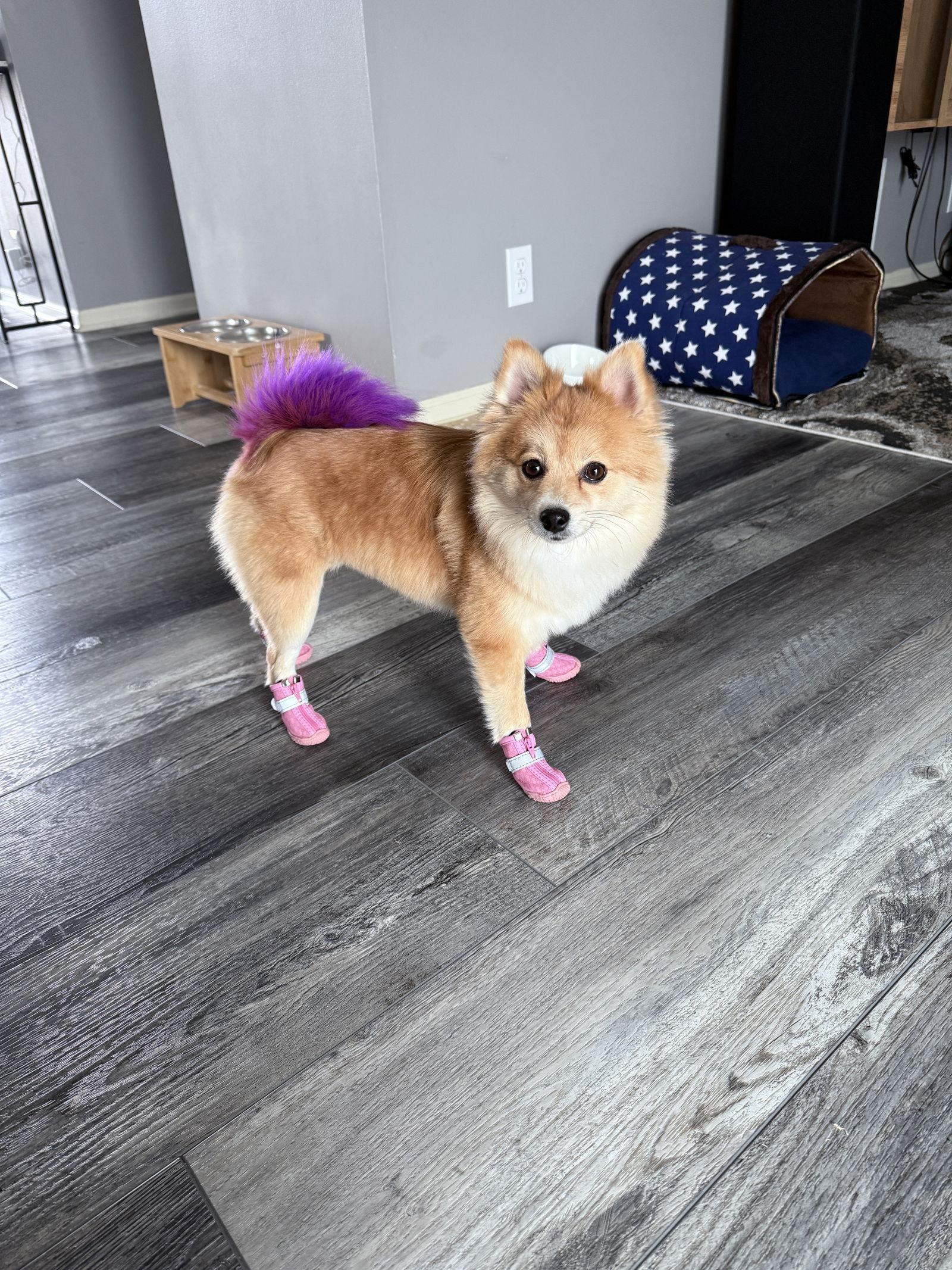 Sasha, Adoptable, Adult Female Pomeranian & Shiba Inu.