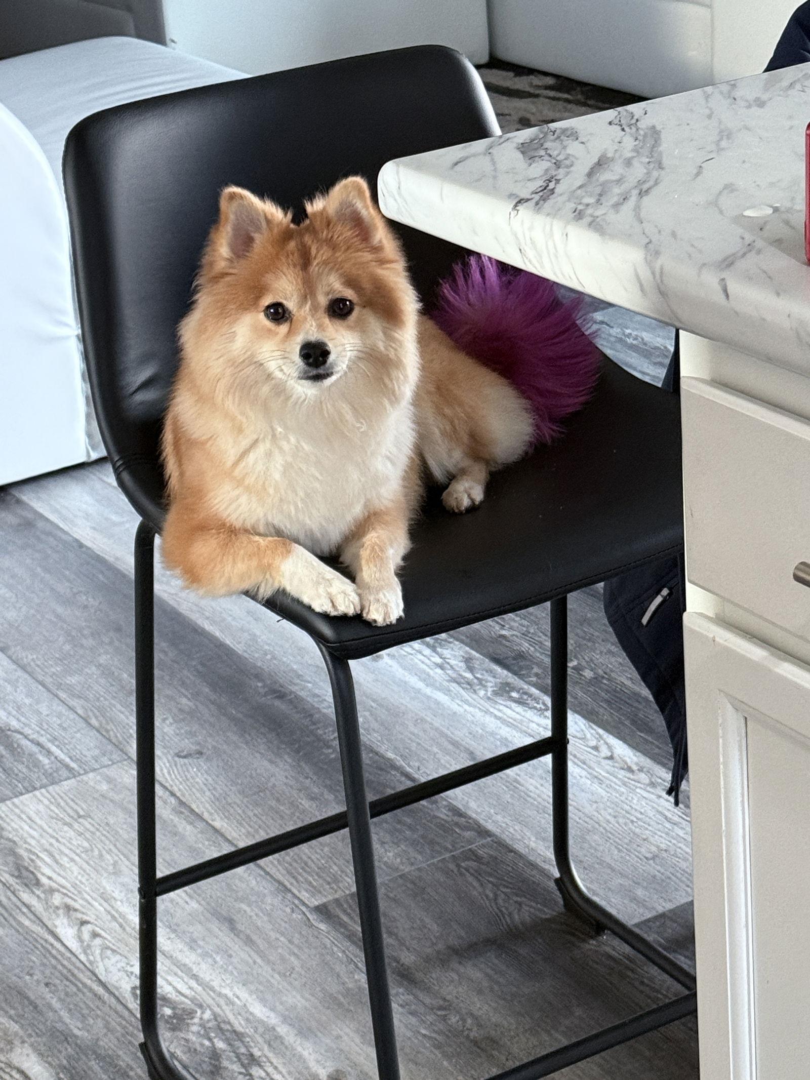 Sasha, a Adoptable mixed breed in Council Bluffs, IA image 2/3