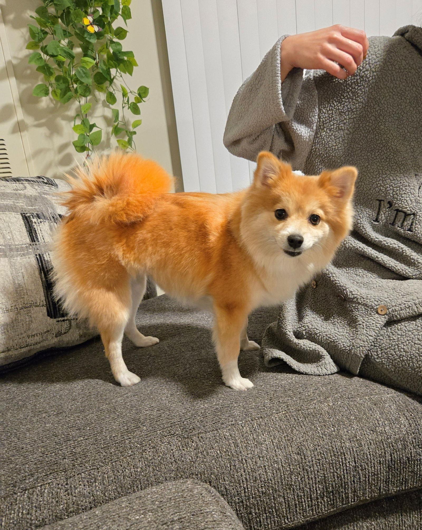 Sasha, a Adoptable mixed breed in Council Bluffs, IA image 3/3