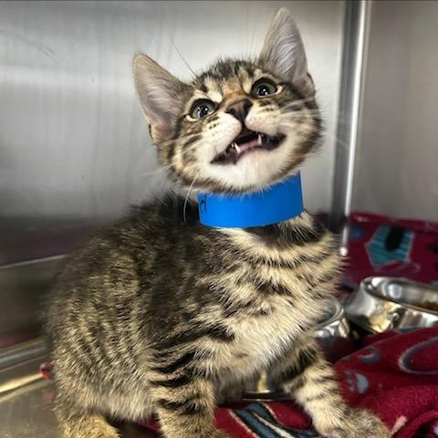 Lead, Adoptable, Kitten Male Domestic Short Hair.