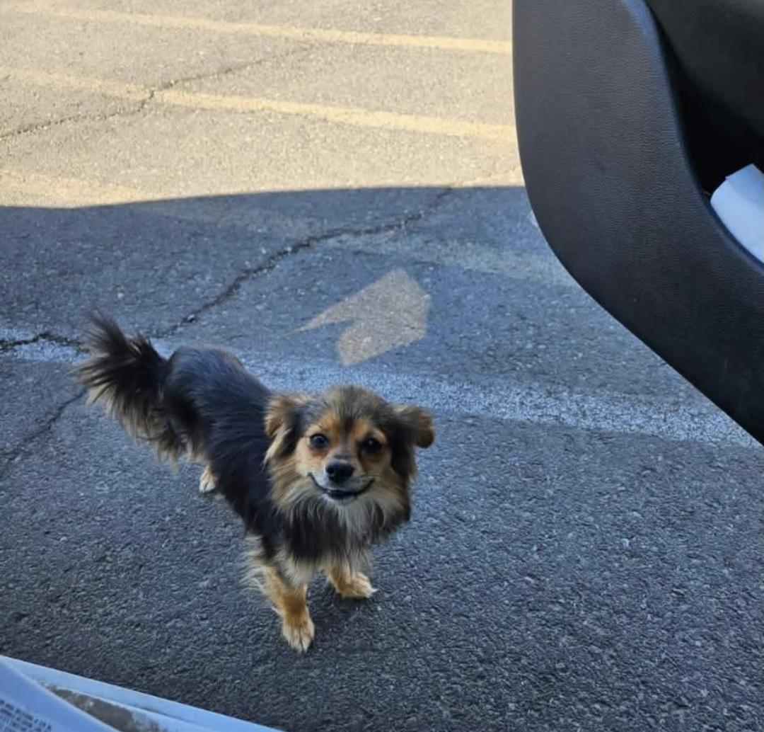 Gatsby, ADOPTABLE, Adult Male Mixed Breed.