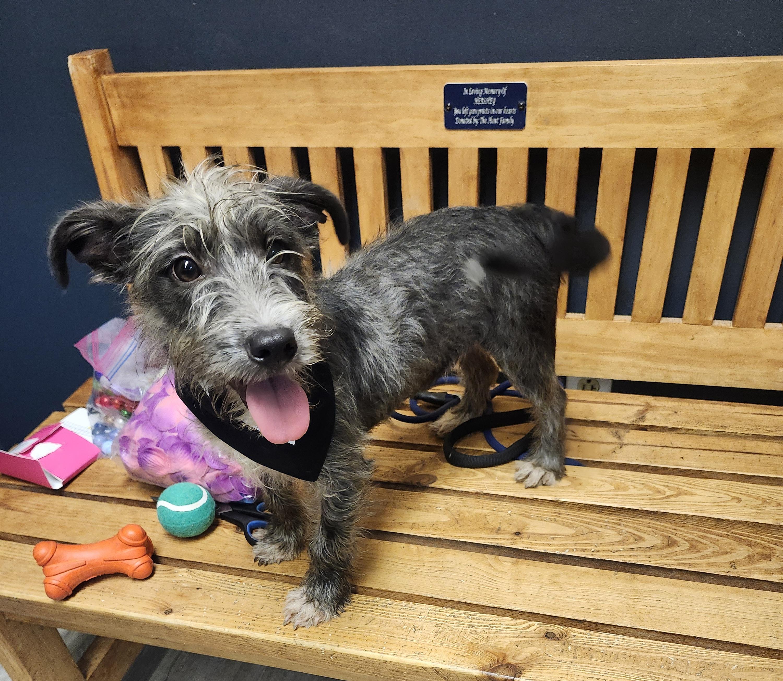 Enlarge Petty Theft, a Adoptable mixed breed in Mansfield, OH image 2/4