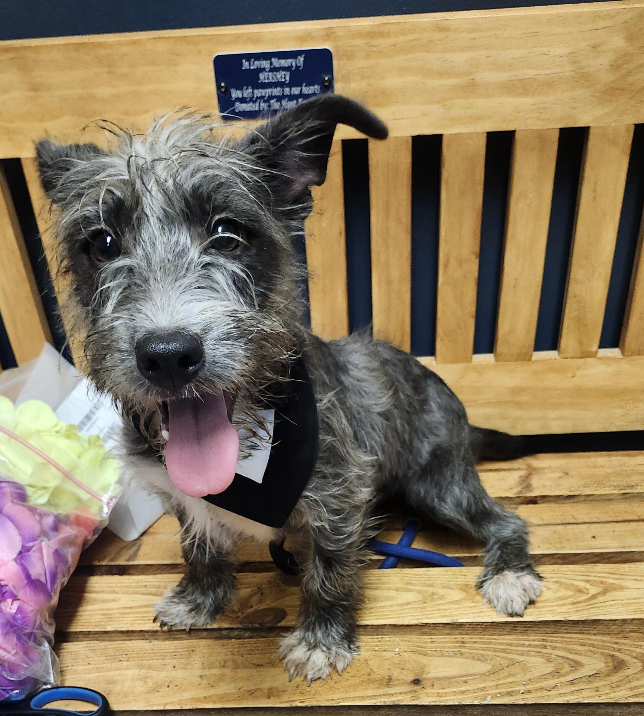 Enlarge Petty Theft, a Adoptable mixed breed in Mansfield, OH image 3/4