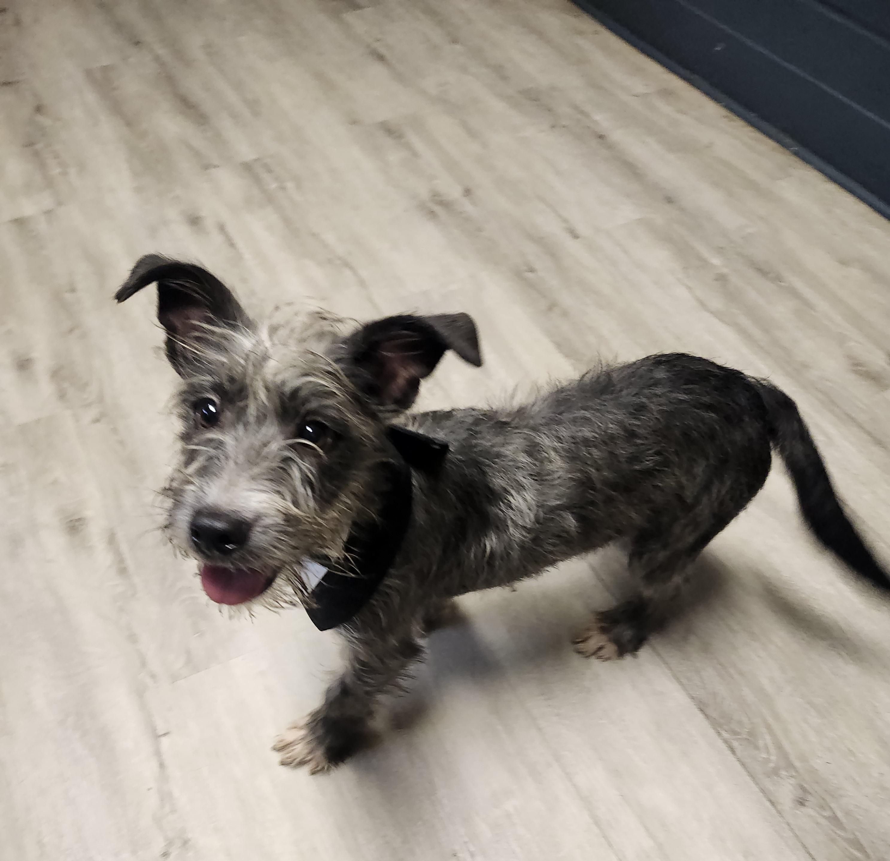 Petty Theft, Adoptable, Young Male Wirehaired Terrier & Miniature Schnauzer.