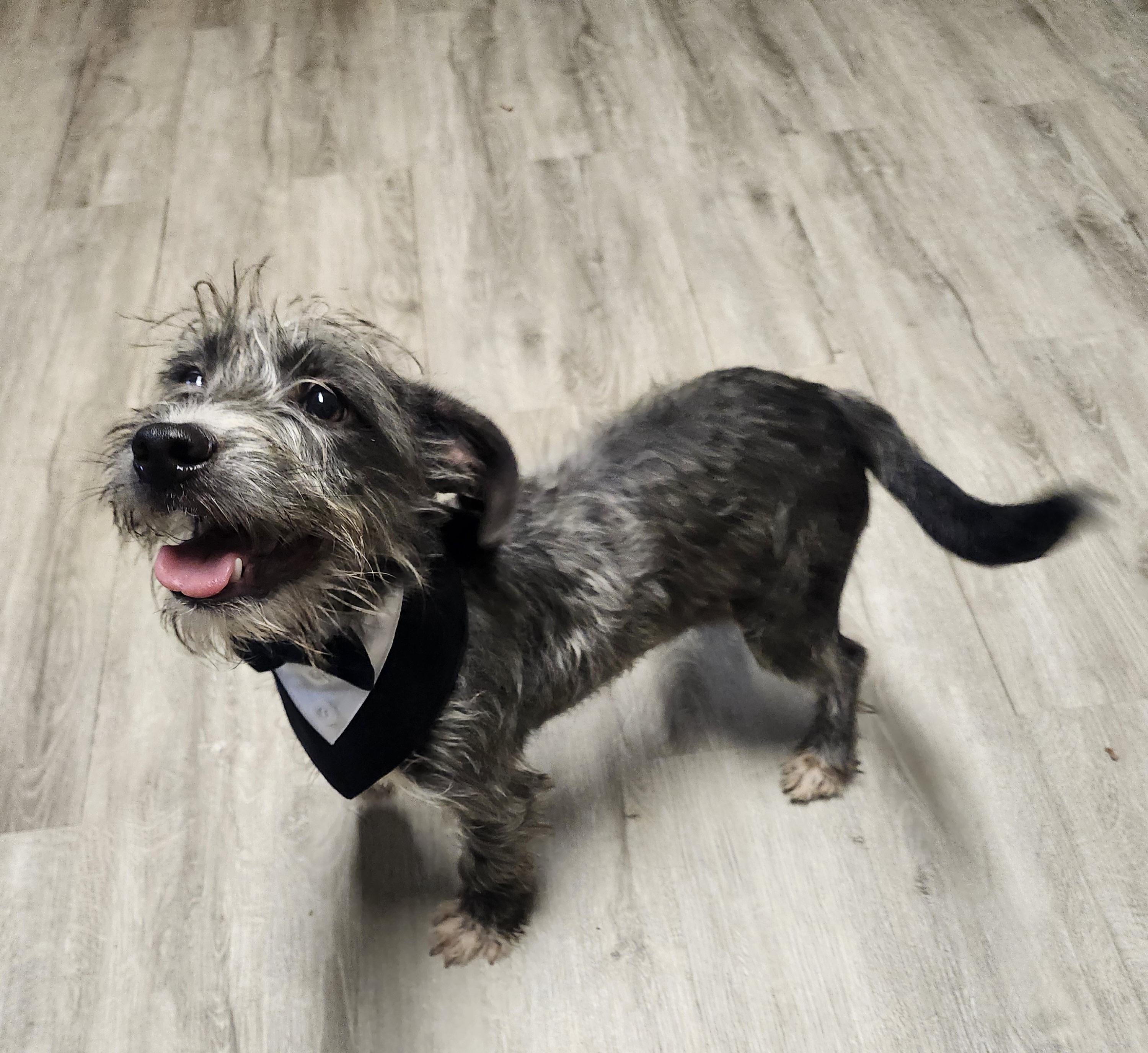 Enlarge Petty Theft, a Adoptable mixed breed in Mansfield, OH image 4/4