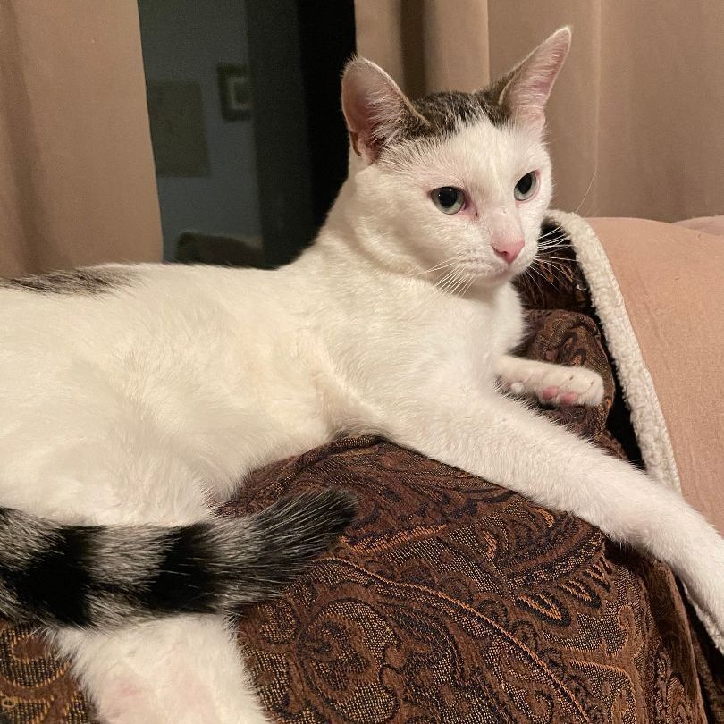 Luke, Adult Male Domestic Short Hair