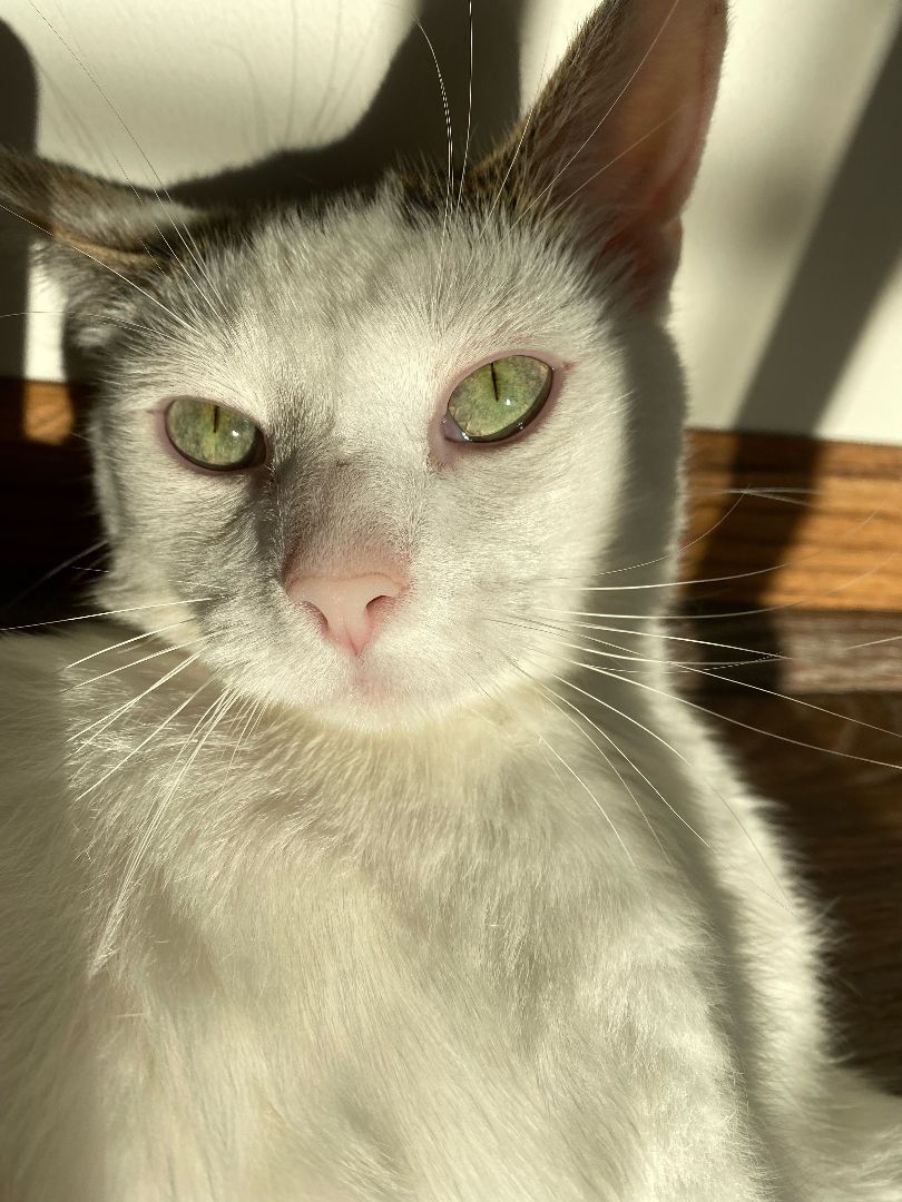 Luke, an adoptable Domestic Short Hair in Mokena, IL, 60448 | Photo Image 5