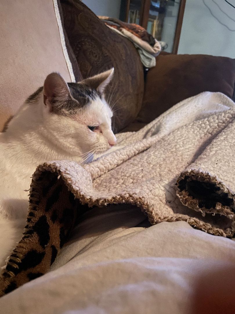 Luke, an adoptable Domestic Short Hair in Mokena, IL, 60448 | Photo Image 3
