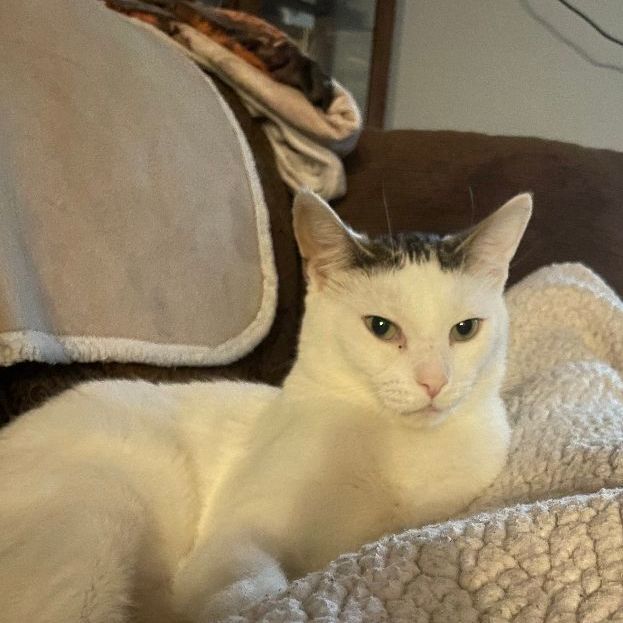 Luke, an adoptable Domestic Short Hair in Mokena, IL, 60448 | Photo Image 2