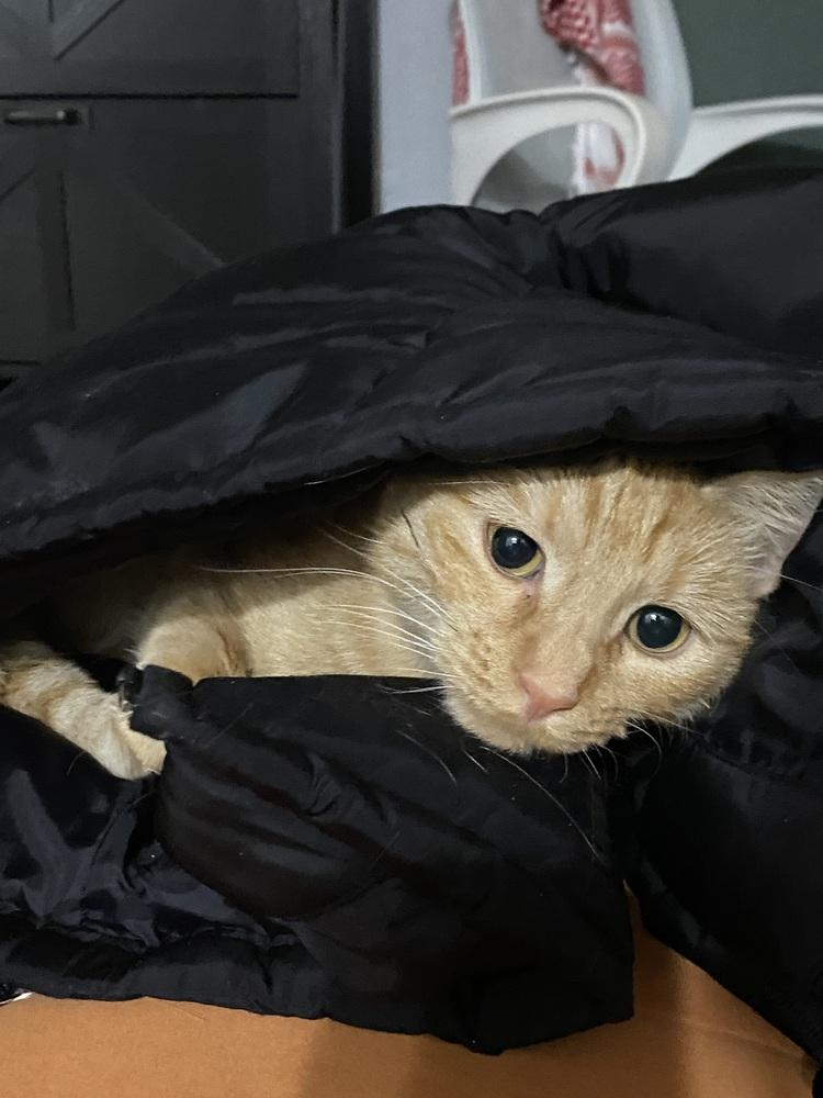 Enlarge Mississippi, a Adoptable mixed breed in Lafayette, CO image 1/6