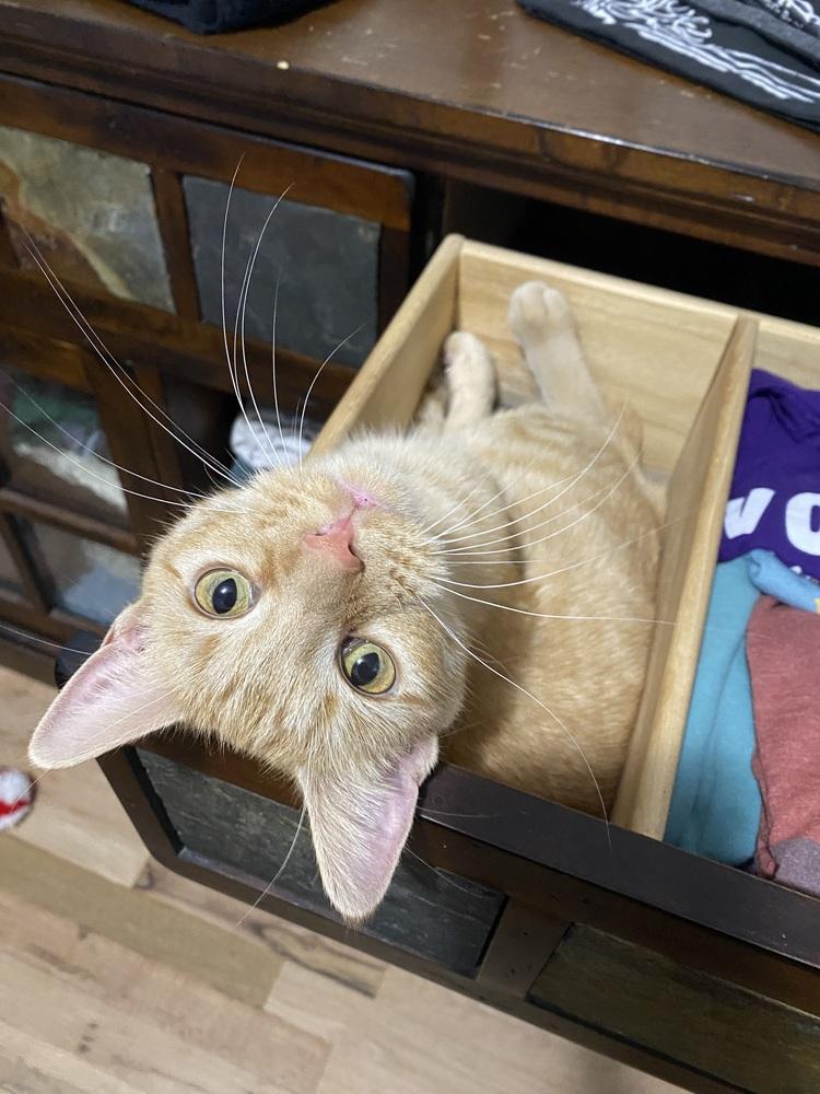 Enlarge Mississippi, a Adoptable mixed breed in Lafayette, CO image 2/6