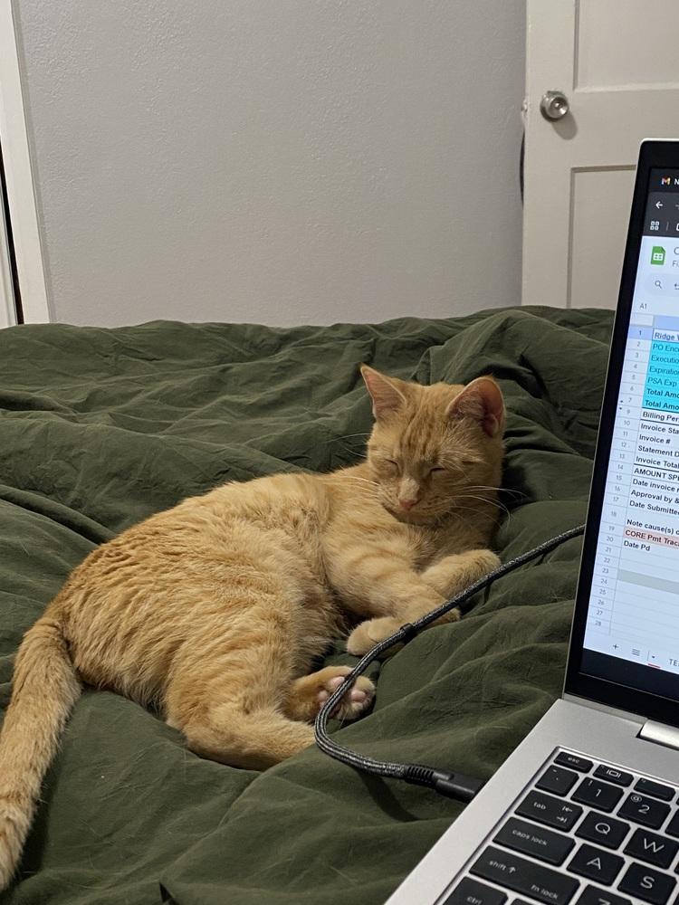 Enlarge Mississippi, a Adoptable mixed breed in Lafayette, CO image 4/6