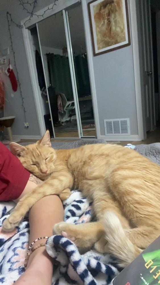 Enlarge Mississippi, a Adoptable mixed breed in Lafayette, CO image 5/6