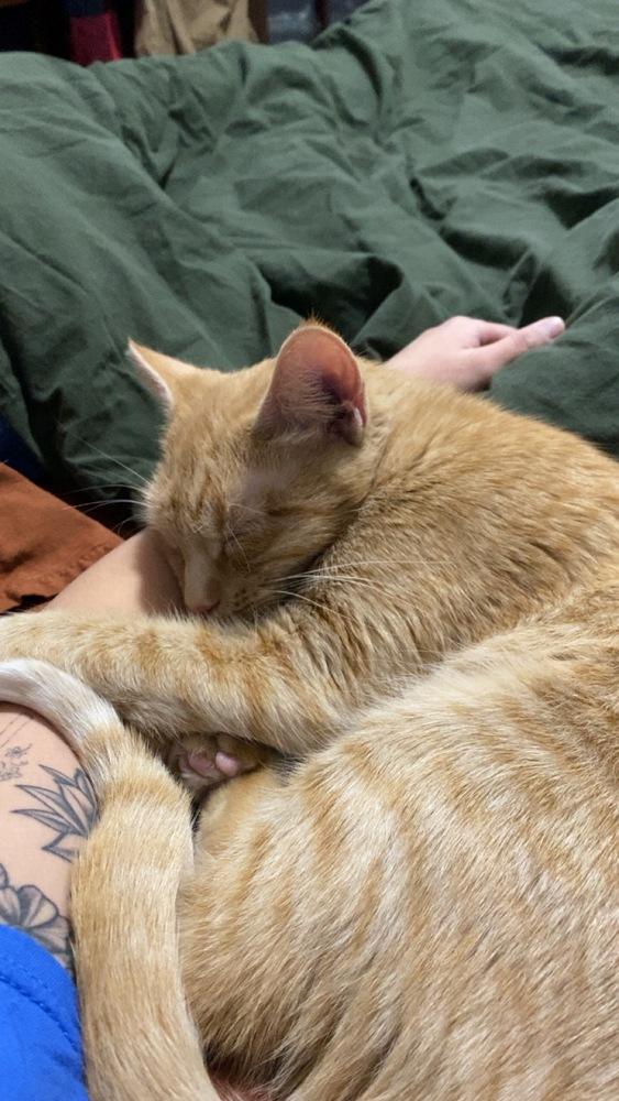 Enlarge Mississippi, a Adoptable mixed breed in Lafayette, CO image 6/6