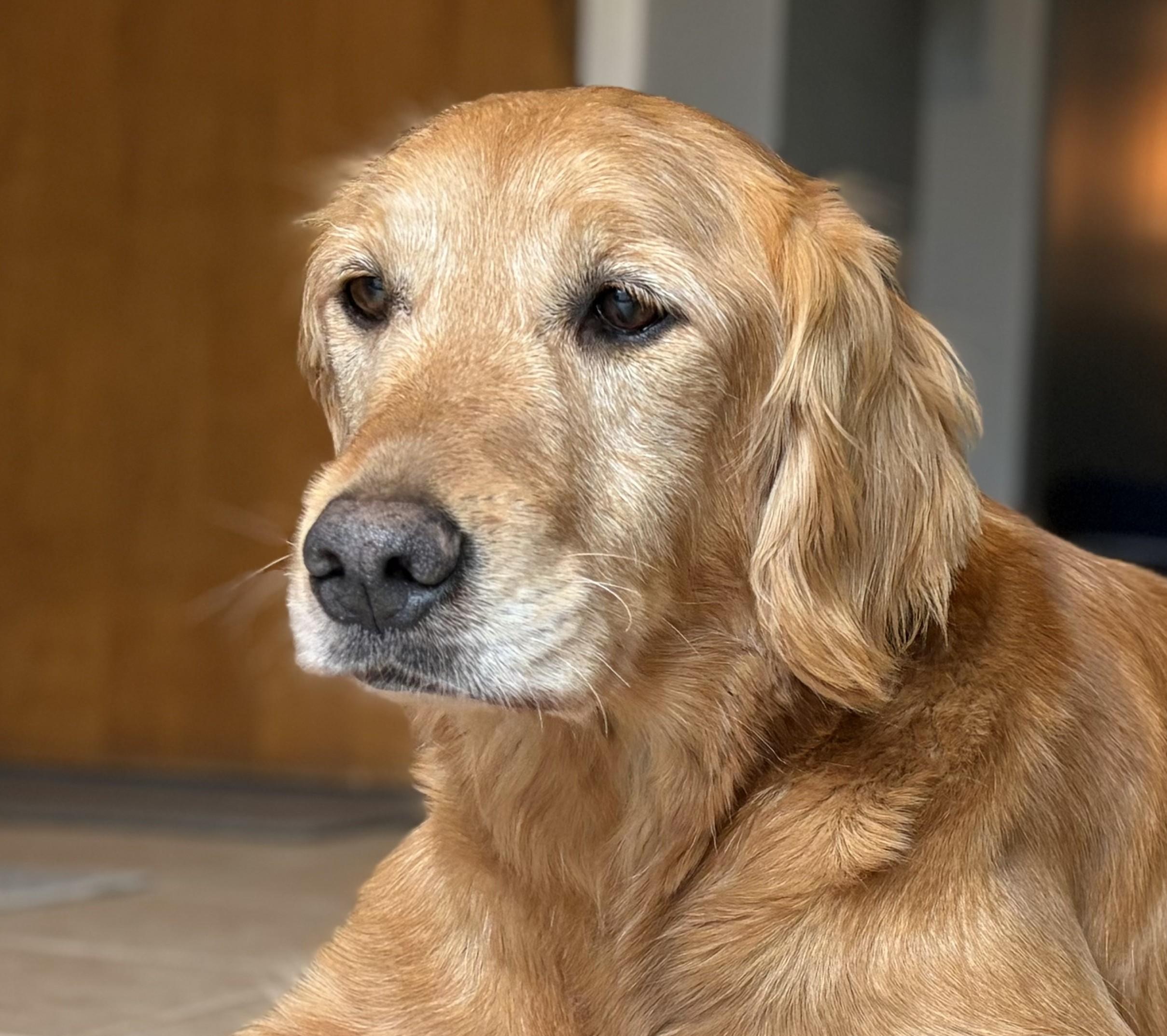 Lucy, Adoptable, Adult Female Golden Retriever.