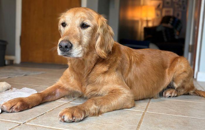 Enlarge Lucy, a Adoptable Golden Retriever in Bath, OH image 2/3