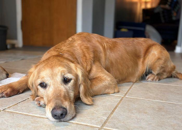Enlarge Lucy, a Adoptable Golden Retriever in Bath, OH image 3/3