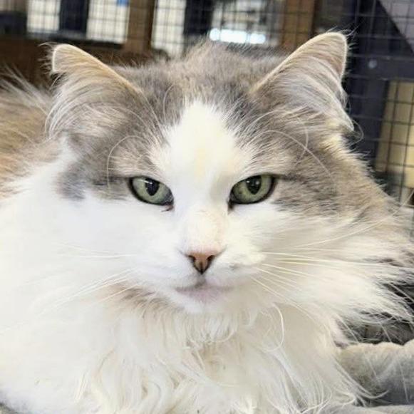 Enlarge Rosie, a Adoptable Domestic Long Hair in Sheridan, WY image 1/2