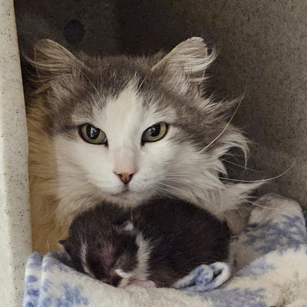 Rosie, Adoptable, Senior Female Domestic Long Hair.