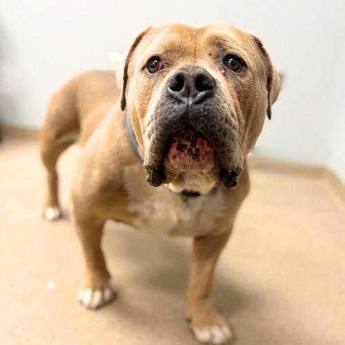 T-REX, Adoptable, Adult Male Staffordshire Bull Terrier.