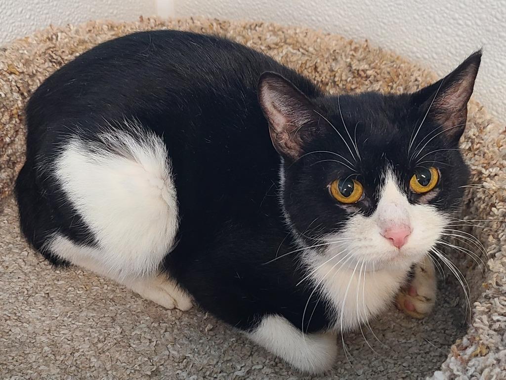 Zambia, Adoptable, Young Female Domestic Short Hair.