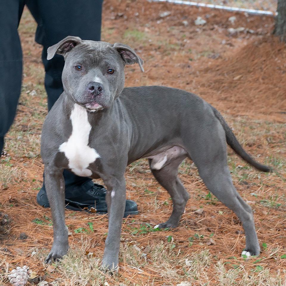 Enlarge Willy, a Adoptable Pit Bull Terrier in Troy, OH image 1/3