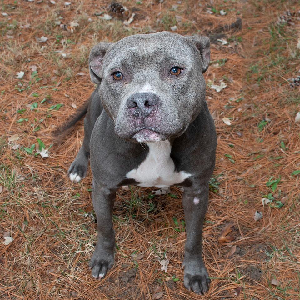 Enlarge Willy, a Adoptable Pit Bull Terrier in Troy, OH image 2/3