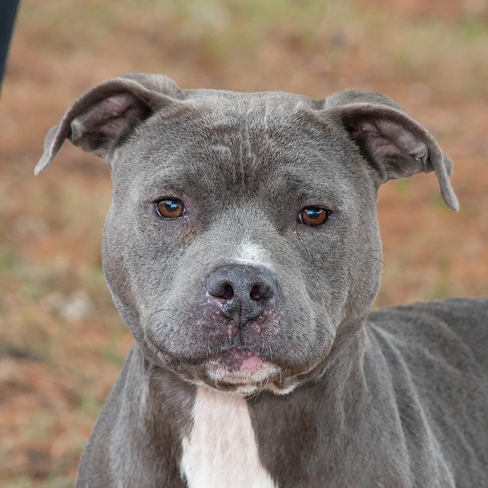 Enlarge Willy, a Adoptable Pit Bull Terrier in Troy, OH image 3/3