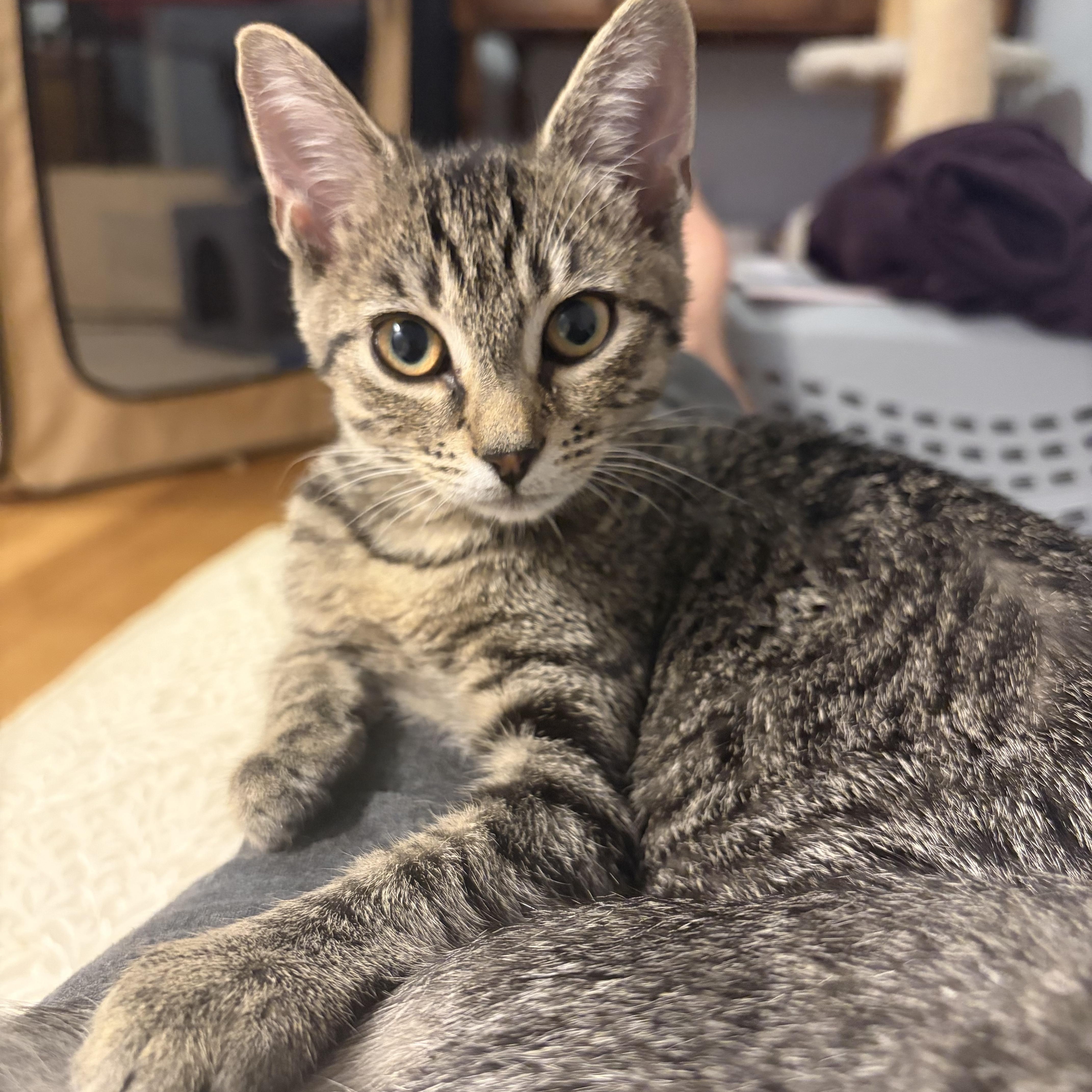 Enlarge Paratha, a Adoptable American Shorthair in Highland Park, NJ image 3/5