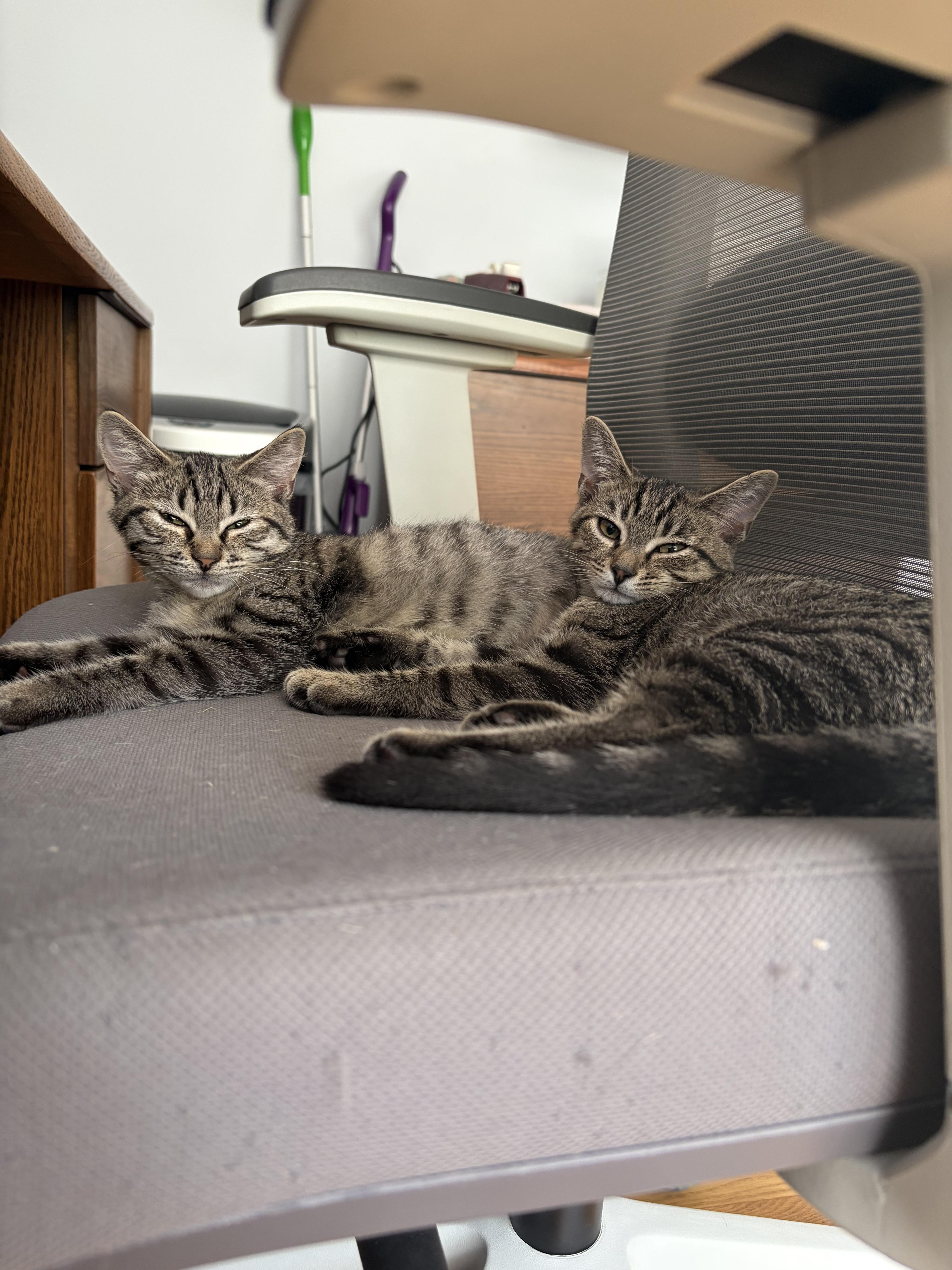 Enlarge Paratha, a Adoptable American Shorthair in Highland Park, NJ image 5/5