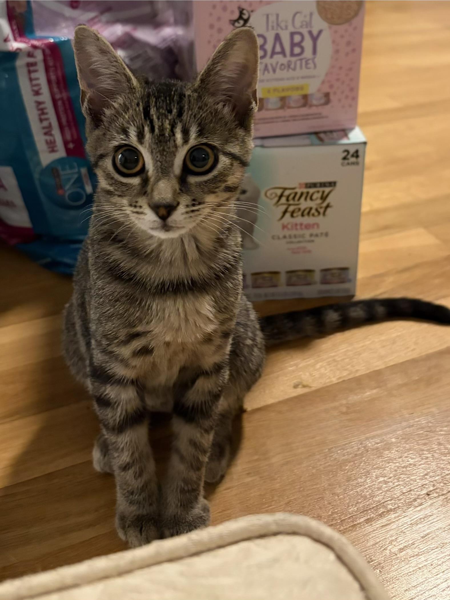 Enlarge Paratha, a Adoptable American Shorthair in Highland Park, NJ image 1/5