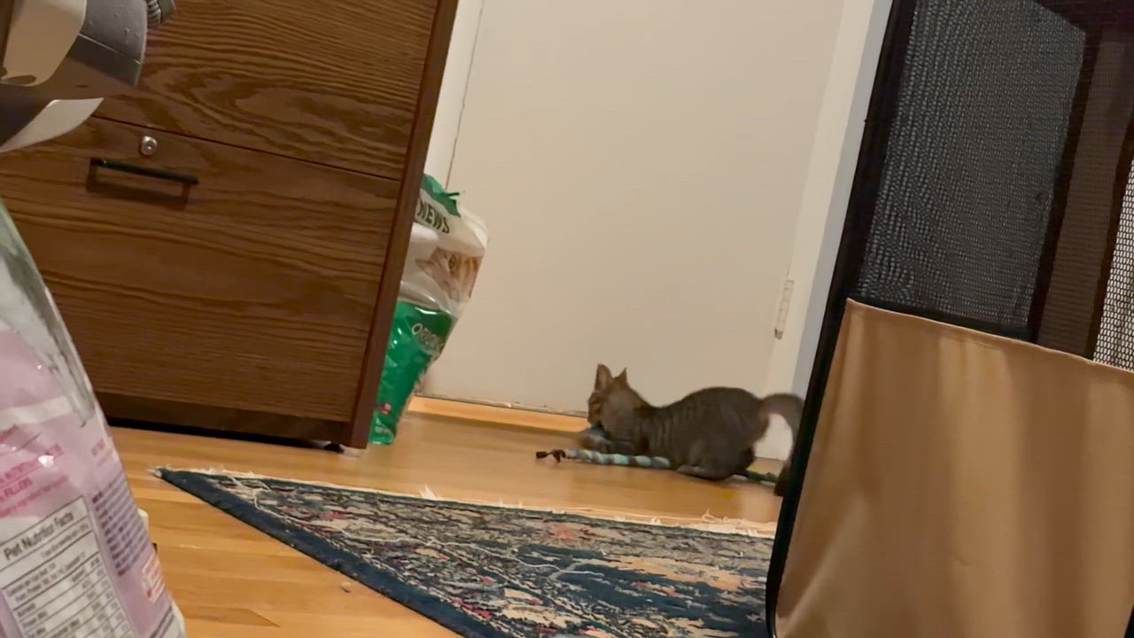 Enlarge Paratha, a Adoptable American Shorthair in Highland Park, NJ video 4/5
