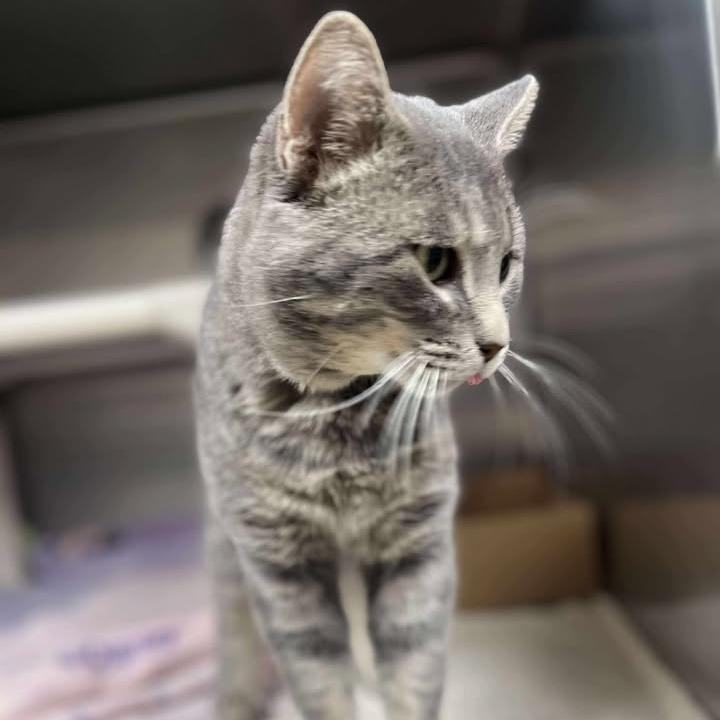 Beatle, Adoptable, Adult Male Domestic Short Hair.