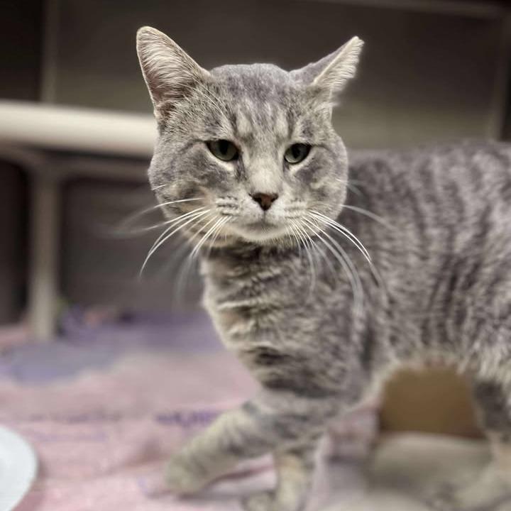 Beatle, a Adoptable Domestic Short Hair in Memphis, TN image 2/2