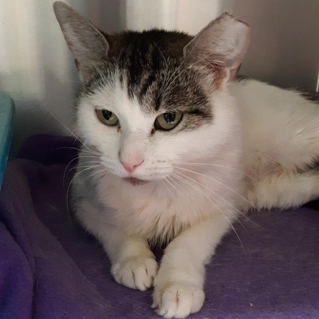 Sophie, Adoptable, Young Female Domestic Short Hair.