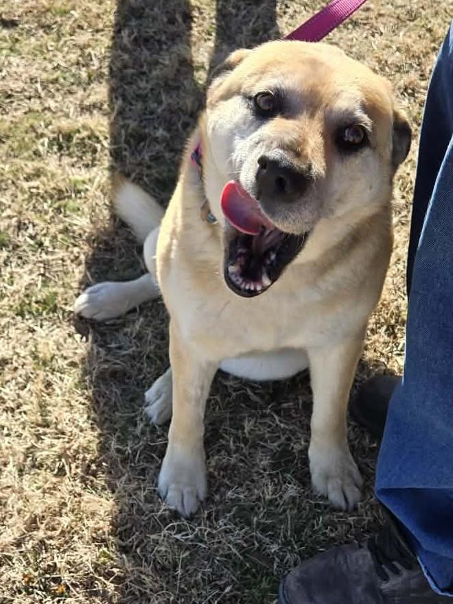 Khaleesi thumbnail 4