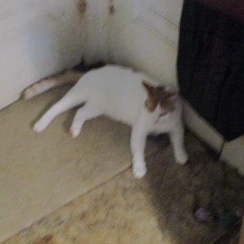 LOVELY BOY, a Adoptable Domestic Short Hair image 1/2