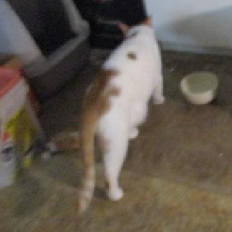 LOVELY BOY, a Adoptable Domestic Short Hair image 2/2